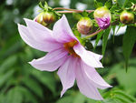 鲜花