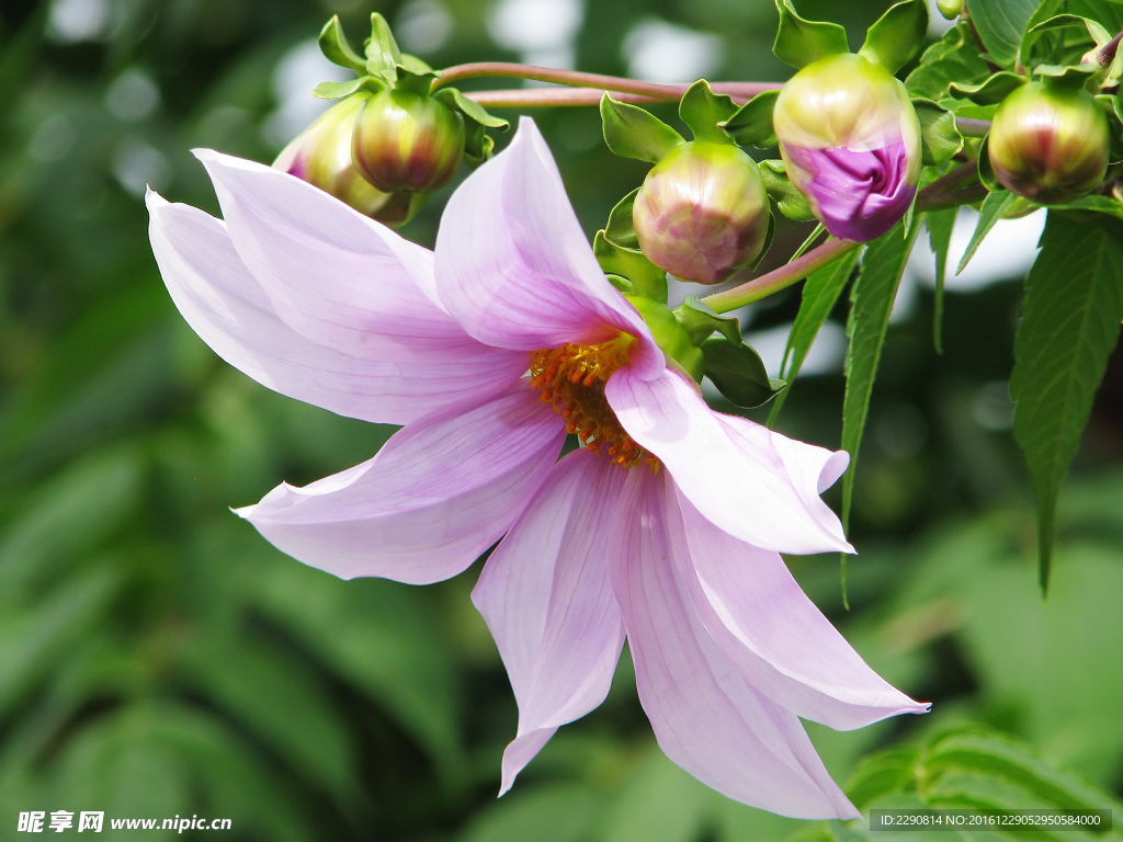 鲜花