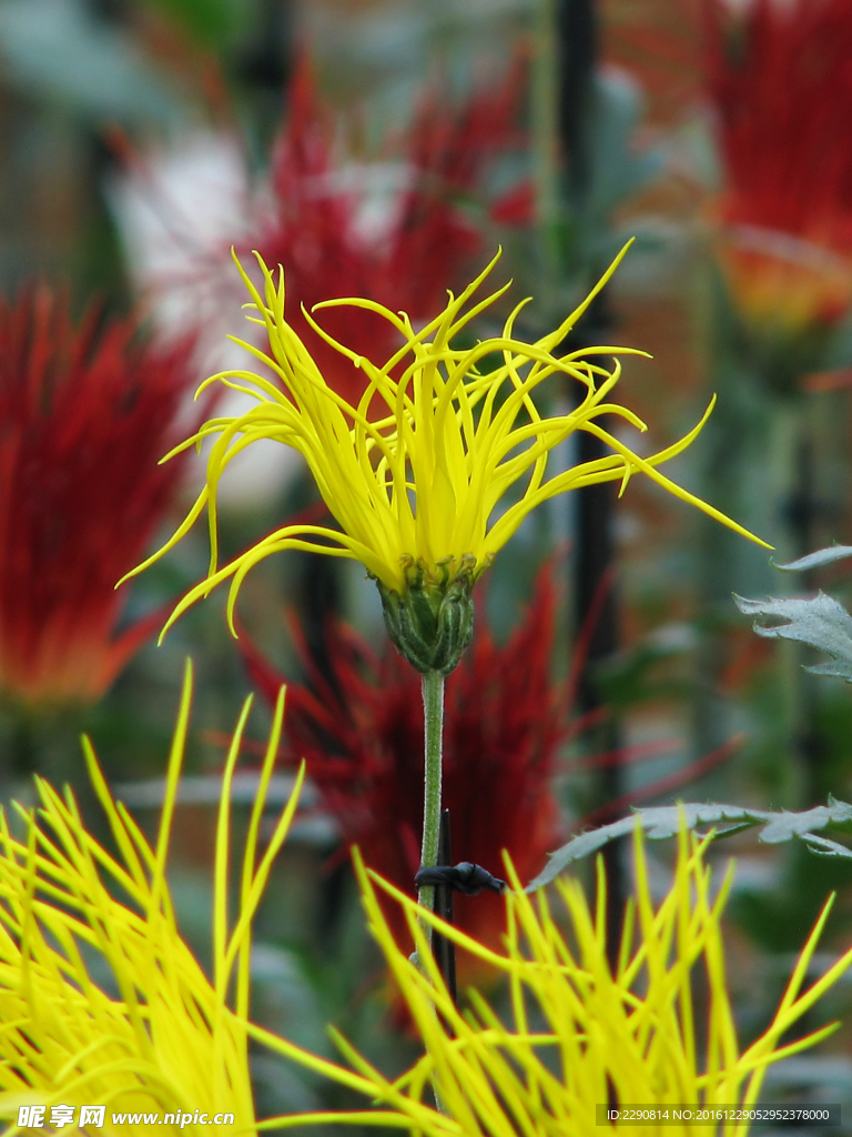 鲜花