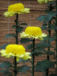 鲜花
