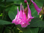 鲜花