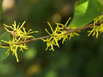 鲜花