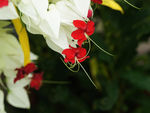 鲜花