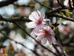 鲜花