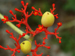鲜花