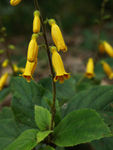 鲜花