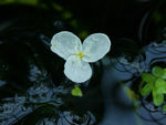 鲜花