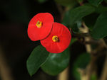 鲜花