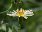 鲜花
