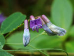 鲜花