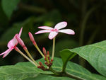 鲜花