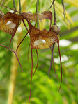 鲜花