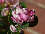 鲜花
