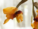 鲜花