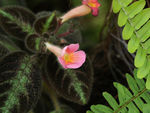 鲜花