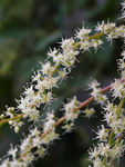 鲜花