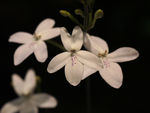 鲜花
