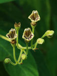 鲜花