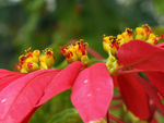 鲜花