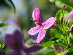 鲜花
