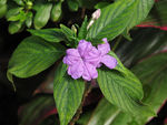 鲜花