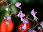 鲜花