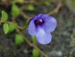 鲜花
