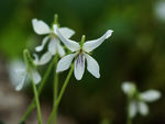 鲜花