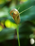 鲜花