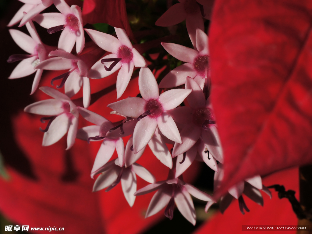 鲜花