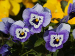 鲜花