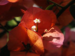 鲜花