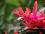 鲜花