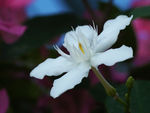 鲜花