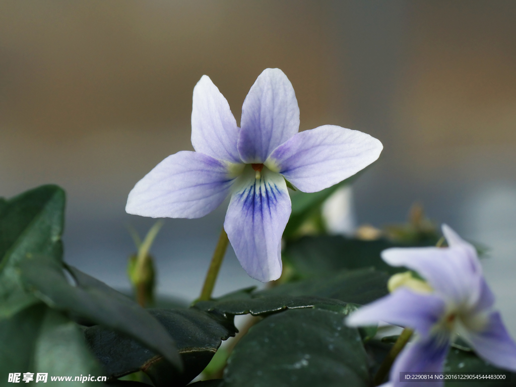 鲜花