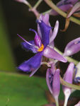 鲜花