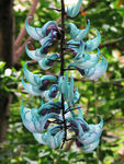 鲜花