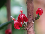鲜花