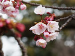 鲜花