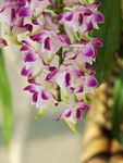 鲜花