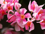 鲜花