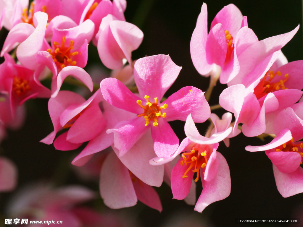 鲜花