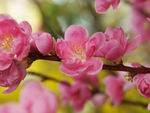 鲜花