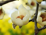 鲜花