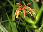 鲜花