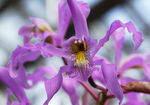 鲜花