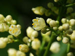 鲜花