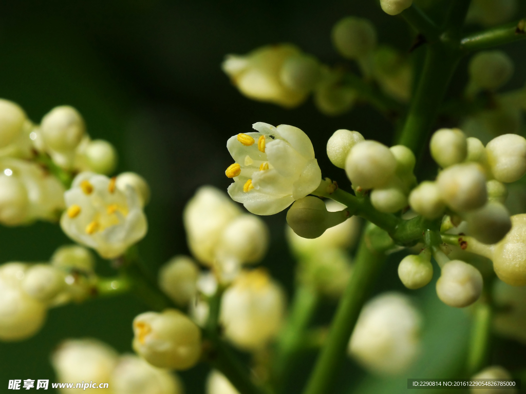 鲜花