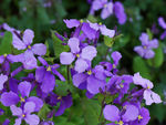 鲜花