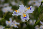 鲜花